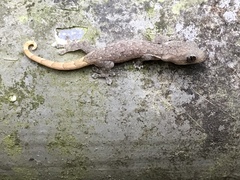 Hemiphyllodactylus hongkongensis