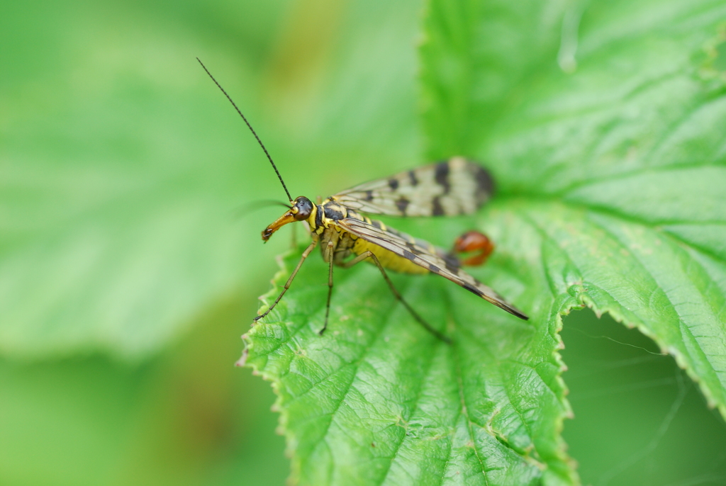 Meadow Scorpionfly