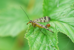 Meadow Scorpionfly