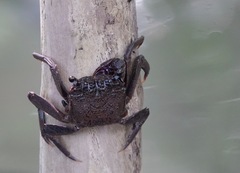 Episesarma versicolor