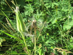Tragopogon sibiricus