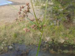 Cyperus pulcher