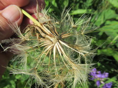 Tragopogon sibiricus