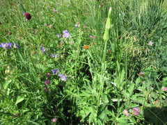 Tragopogon sibiricus