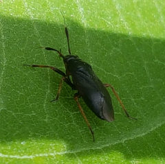 Capsus