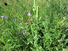 Tragopogon sibiricus
