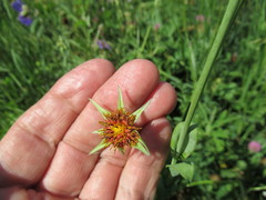 Tragopogon sibiricus