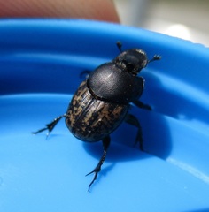 Onthophagus nuchicornis