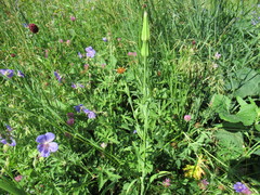 Tragopogon sibiricus