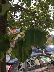 Pyrus calleryana