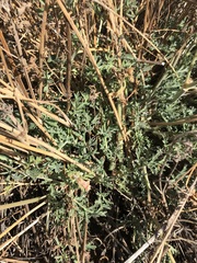 Pelargonium dolomiticum