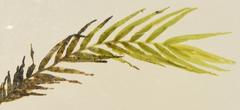 Fissidens palmifolius