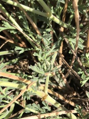Pelargonium dolomiticum