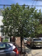 Pyrus calleryana