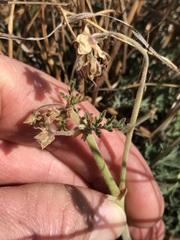 Pelargonium dolomiticum