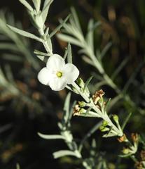 Gomphostigma virgatum