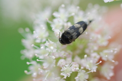 Variimorda villosa