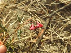 Hermannia coccocarpa