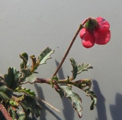 Hermannia coccocarpa