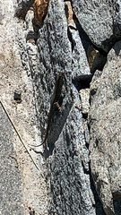 Lacertidae