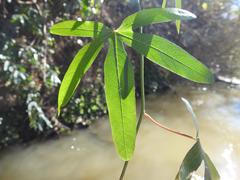 Ipomoea cairica cairica
