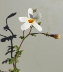 Jamesbrittenia tysonii