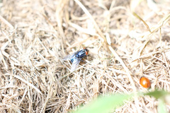 Compsomyiops callipes