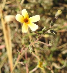 Jamesbrittenia zuurbergensis