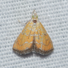 Xanthophysa psychicalis