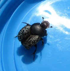 Onthophagus nuchicornis