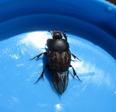 Onthophagus nuchicornis