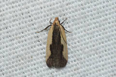 Dichomeris inserrata