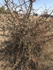 Dichrostachys cinerea