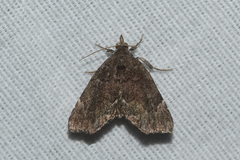 Cutina aluticolor