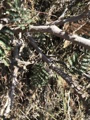 Dichrostachys cinerea