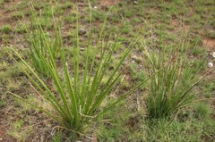 Hesperaloe funifera