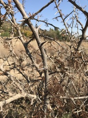 Dichrostachys cinerea