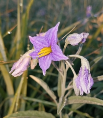 Solanum elaeagnifolium