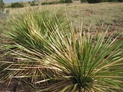 Dasylirion leiophyllum
