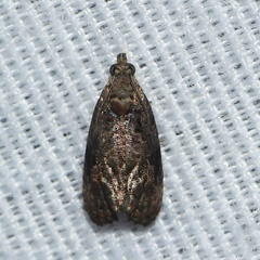 Endothenia microptera