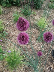 Allium