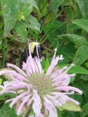 Bombus griseocollis
