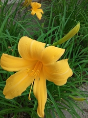 Hemerocallis