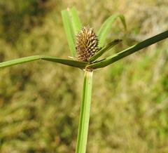 Cyperus alatus