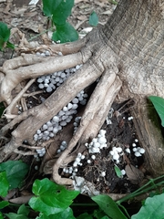 Coprinellus disseminatus
