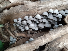 Coprinellus disseminatus