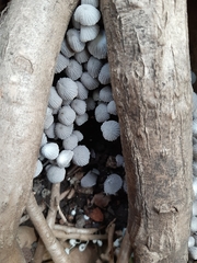 Coprinellus disseminatus