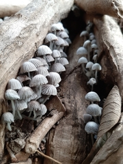 Coprinellus disseminatus