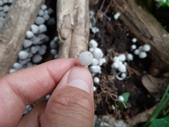 Coprinellus disseminatus