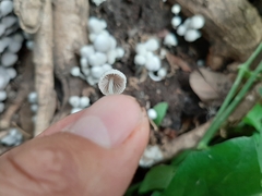 Coprinellus disseminatus